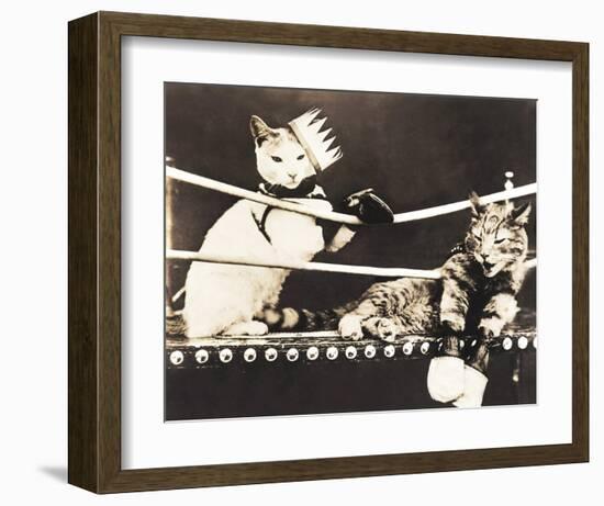 Catfight-null-Framed Art Print