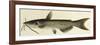 Catfish-null-Framed Giclee Print