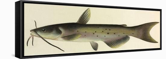 Catfish-null-Framed Stretched Canvas