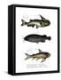 Catfish-null-Framed Stretched Canvas