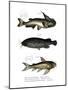 Catfish-null-Mounted Giclee Print