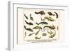 Catfishes, Barred Sorubim, Banded Banjo, Suckermouth Catfish, Cascarudo, Gobies, etc.-Albertus Seba-Framed Art Print