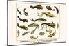 Catfishes, Barred Sorubim, Banded Banjo, Suckermouth Catfish, Cascarudo, Gobies, etc.-Albertus Seba-Mounted Art Print