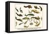 Catfishes, Barred Sorubim, Banded Banjo, Suckermouth Catfish, Cascarudo, Gobies, etc.-Albertus Seba-Framed Stretched Canvas