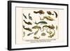 Catfishes, Barred Sorubim, Banded Banjo, Suckermouth Catfish, Cascarudo, Gobies, etc.-Albertus Seba-Framed Art Print