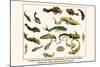 Catfishes, Barred Sorubim, Banded Banjo, Suckermouth Catfish, Cascarudo, Gobies, etc.-Albertus Seba-Mounted Art Print