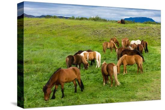 Stretched Canvas Print, , large