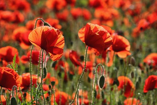 Premium Photographic Print, , large