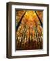 Cathedral Fall-Philippe Sainte-Laudy-Framed Premium Photographic Print