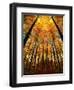 Cathedral Fall-Philippe Sainte-Laudy-Framed Premium Photographic Print