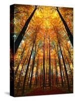 Cathedral Fall-Philippe Sainte-Laudy-Stretched Canvas