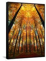 Cathedral Fall-Philippe Sainte-Laudy-Framed Stretched Canvas