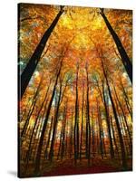 Cathedral Fall-Philippe Sainte-Laudy-Stretched Canvas