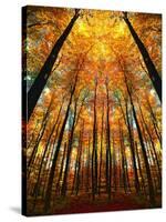 Cathedral Fall-Philippe Sainte-Laudy-Stretched Canvas