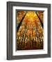 Cathedral Fall-Philippe Sainte-Laudy-Framed Photographic Print