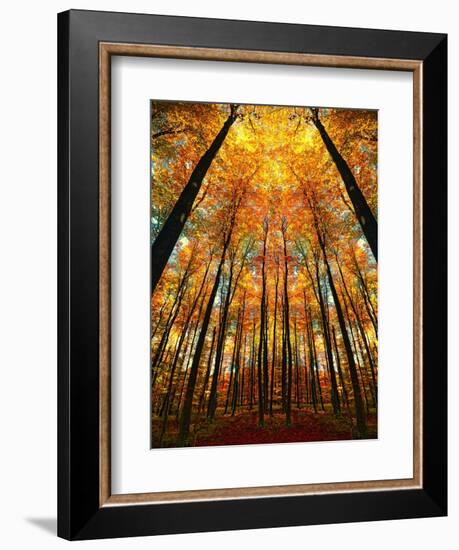 Cathedral Fall-Philippe Sainte-Laudy-Framed Photographic Print