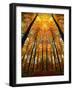 Cathedral Fall-Philippe Sainte-Laudy-Framed Photographic Print