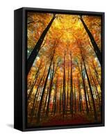 Cathedral Fall-Philippe Sainte-Laudy-Framed Stretched Canvas