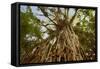 Cathedral Fig Tree This Is the Most Impressive-null-Framed Stretched Canvas