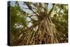 Cathedral Fig Tree This Is the Most Impressive-null-Stretched Canvas