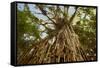Cathedral Fig Tree This Is the Most Impressive-null-Framed Stretched Canvas