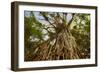 Cathedral Fig Tree This Is the Most Impressive-null-Framed Photographic Print