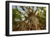 Cathedral Fig Tree This Is the Most Impressive-null-Framed Photographic Print
