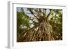 Cathedral Fig Tree This Is the Most Impressive-null-Framed Photographic Print