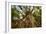 Cathedral Fig Tree This Is the Most Impressive-null-Framed Photographic Print