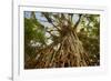 Cathedral Fig Tree This Is the Most Impressive-null-Framed Photographic Print