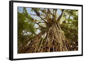 Cathedral Fig Tree This Is the Most Impressive-null-Framed Photographic Print