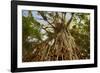 Cathedral Fig Tree This Is the Most Impressive-null-Framed Photographic Print