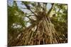 Cathedral Fig Tree This Is the Most Impressive-null-Mounted Photographic Print