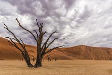 Africa, Namibia. Quiver trees in southern Namibia-Catherina Unger-Framed Photographic Print