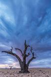 Africa, Namibia. Quiver trees in southern Namibia-Catherina Unger-Photographic Print