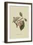 Catherine Plum-William Hooker-Framed Art Print