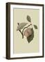 Catherine Plum-William Hooker-Framed Art Print