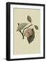 Catherine Plum-William Hooker-Framed Art Print