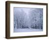 Catherine's Park in February, Tsarske Seloe (Puskin), St. Petersburg, Russia-Anthony Waltham-Framed Photographic Print