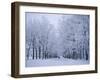 Catherine's Park in February, Tsarske Seloe (Puskin), St. Petersburg, Russia-Anthony Waltham-Framed Photographic Print