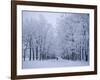 Catherine's Park in February, Tsarske Seloe (Puskin), St. Petersburg, Russia-Anthony Waltham-Framed Photographic Print