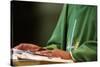 Catholic Mass, Liturgy of the Word, France-Godong-Stretched Canvas