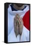 Catholic Priest's Hands, Paris, France, Europe-Godong-Framed Stretched Canvas