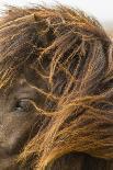 Iceland. Close-up of Icelandic horse's head.-Cathy and Gordon Illg-Photographic Print