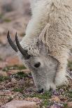 Iceland. Close-up of Icelandic horse's head.-Cathy and Gordon Illg-Photographic Print