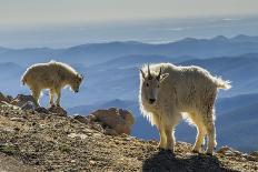 USA, Colorado, Mt. Evans. Mountain goat grazing.-Cathy and Gordon Illg-Photographic Print