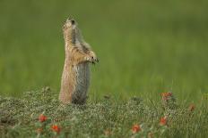 USA, Colorado, San Juan Mountains. Short-tailed weasel in summer fur.-Cathy and Gordon Illg-Photographic Print