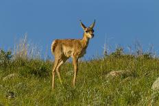 USA, South Dakota. Pronghorn fawn in Custer State Park.-Cathy and Gordon Illg-Photographic Print