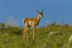 USA, Colorado, Mt. Evans. Mountain goats and scenery.-Cathy and Gordon Illg-Stretched Canvas