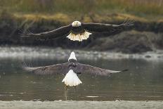 Alaska, Chilkat Bald Eagle Preserve. Bald Eagles Fighting in the Air-Cathy & Gordon Illg-Photographic Print